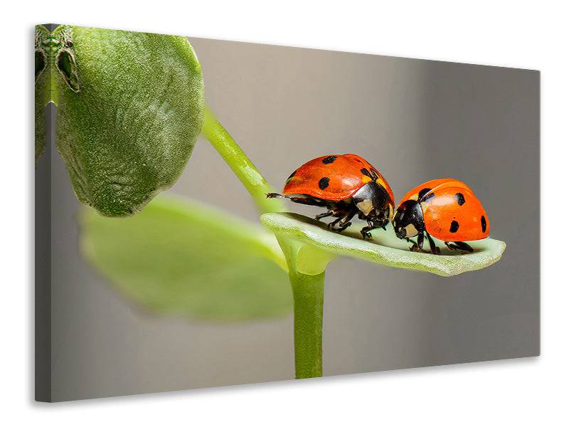 Canvas print 2 ladybugs