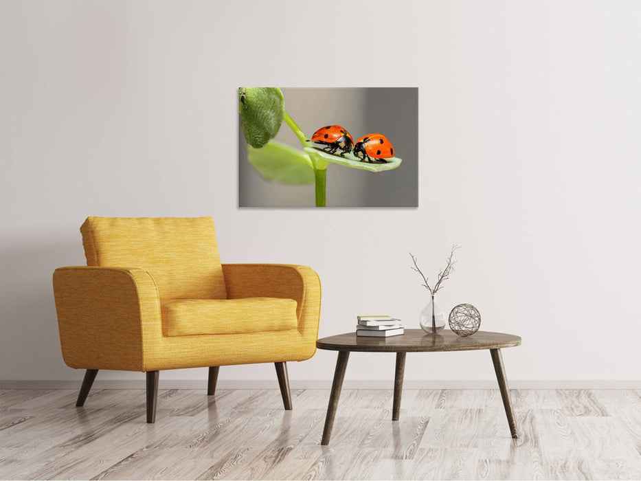 Canvas print 2 ladybugs