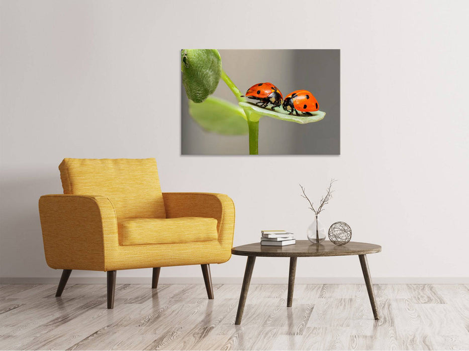 Canvas print 2 ladybugs