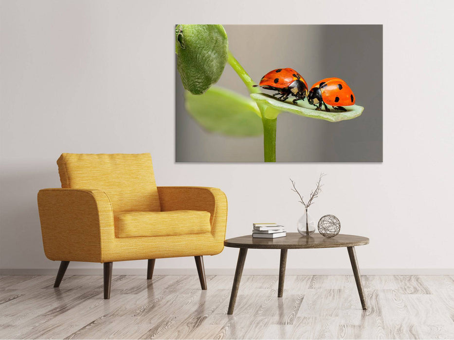 Canvas print 2 ladybugs