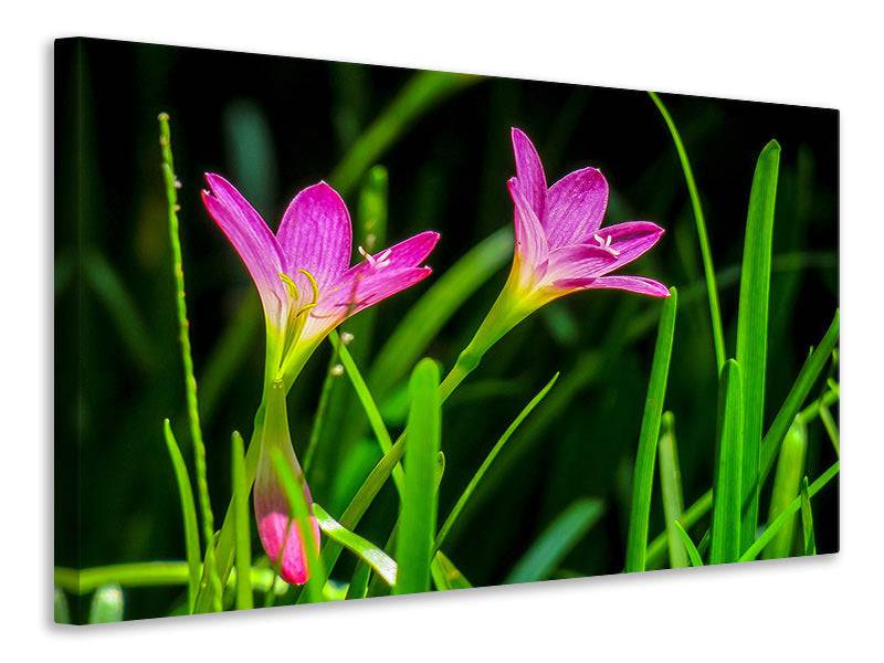 Canvas print flowers in nature