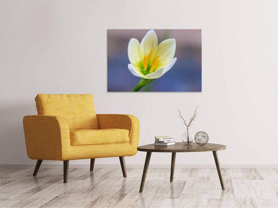 Tableaux sur toile Close up fleur jaune