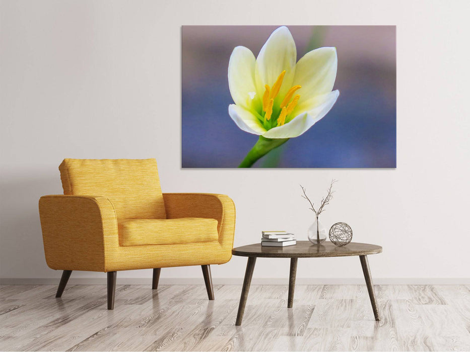 Tableaux sur toile Close up fleur jaune