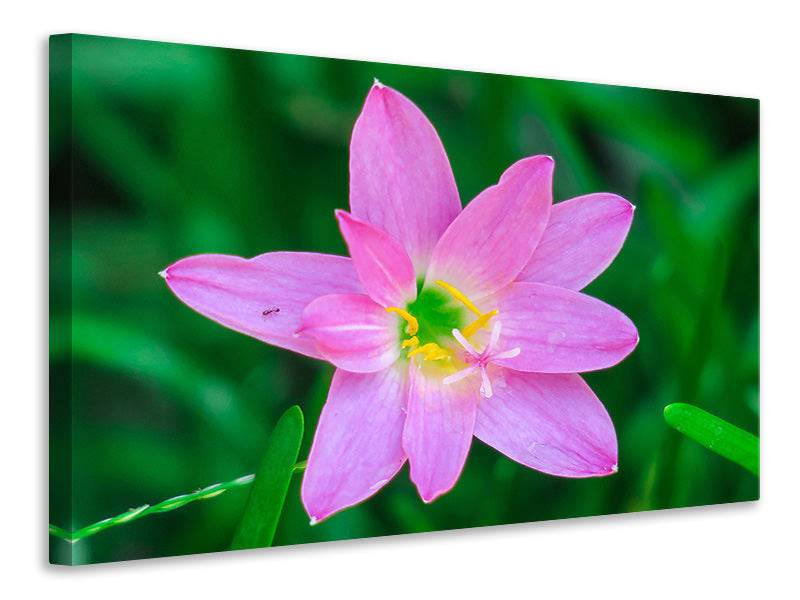 Canvas print Close up pink flower