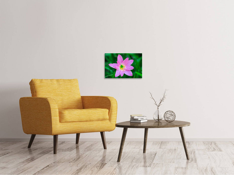 Canvas print Close up pink flower