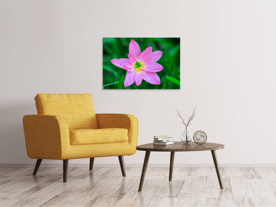 Canvas print Close up pink flower