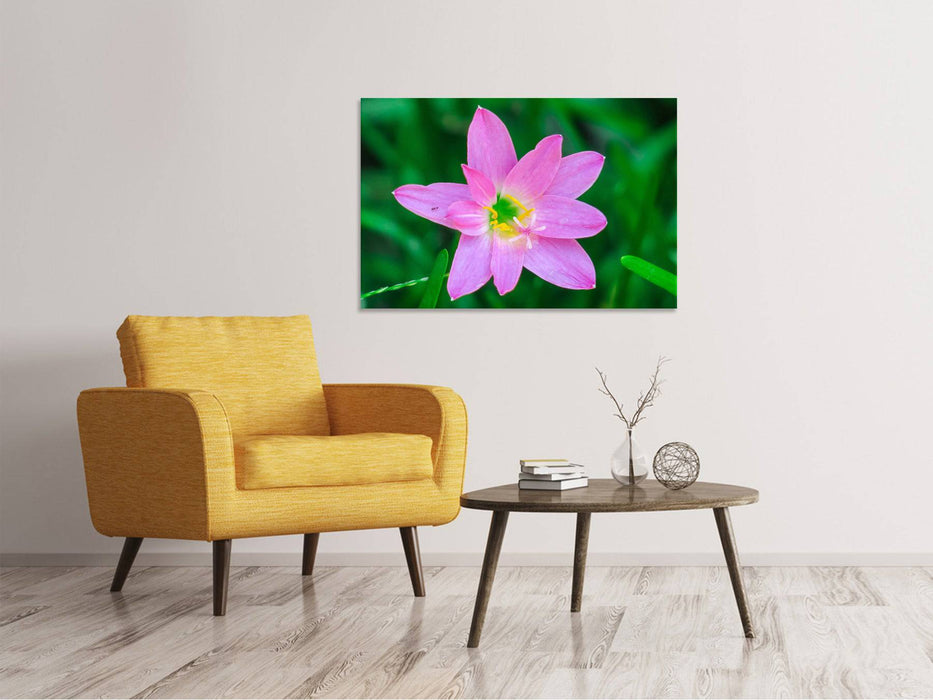 Canvas print Close up pink flower