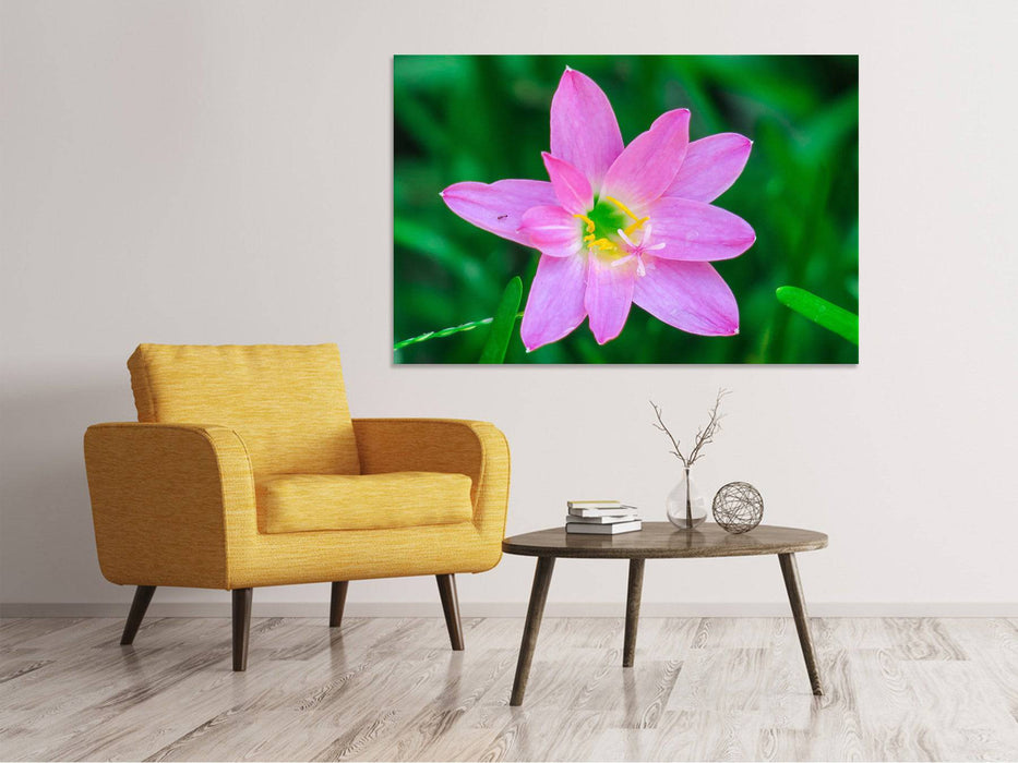 Canvas print Close up pink flower