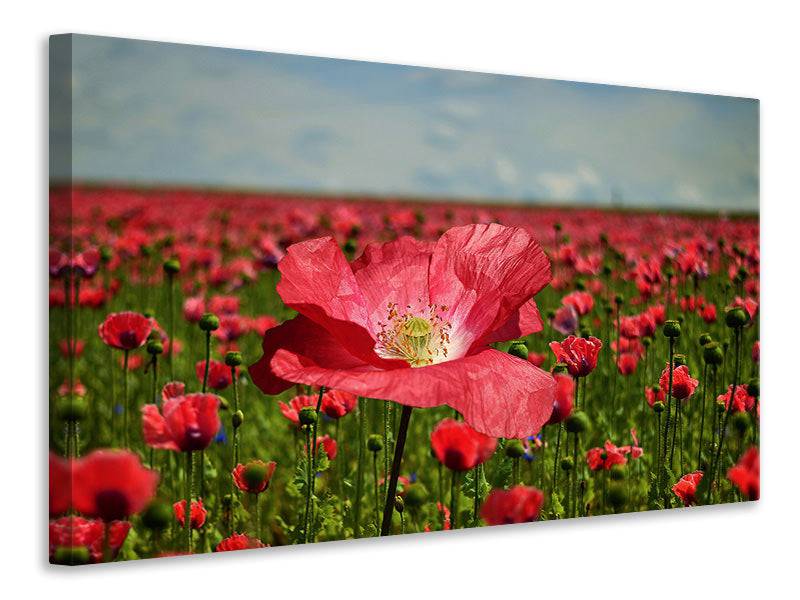 Tableaux sur toile Le champ de coquelicots luxuriant