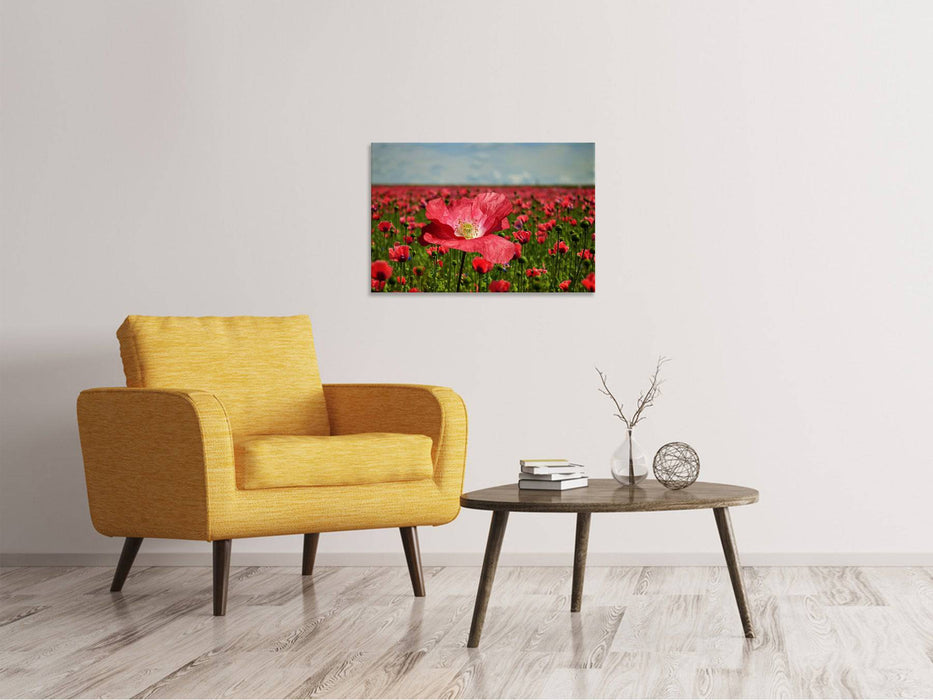 Tableaux sur toile Le champ de coquelicots luxuriant