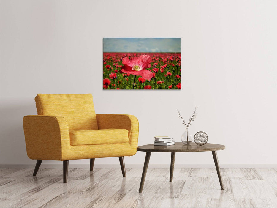 Tableaux sur toile Le champ de coquelicots luxuriant