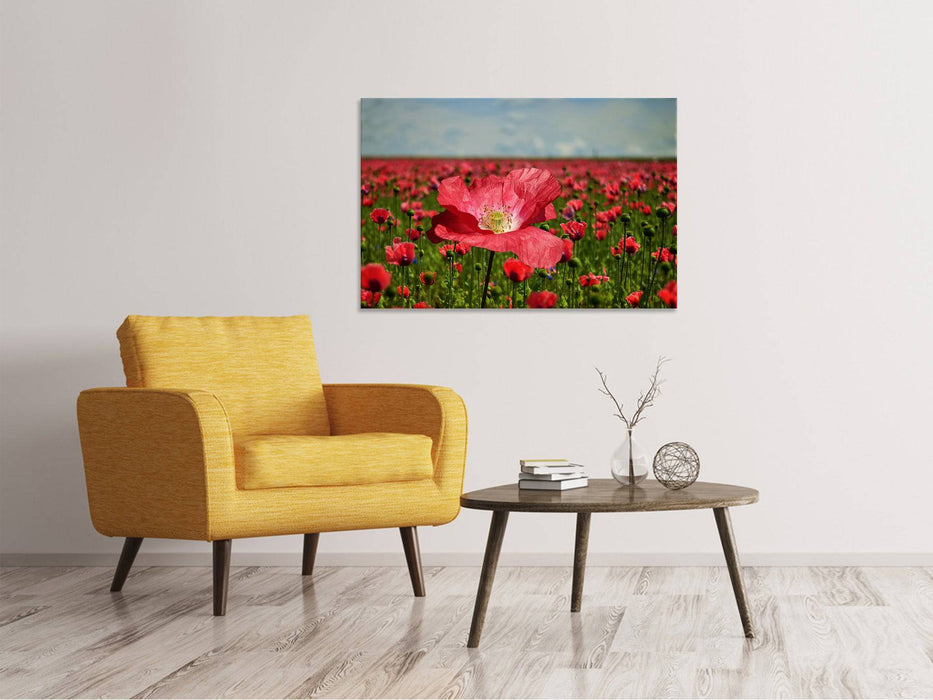 Tableaux sur toile Le champ de coquelicots luxuriant