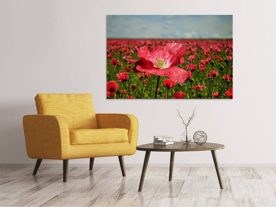 Tableaux sur toile Le champ de coquelicots luxuriant