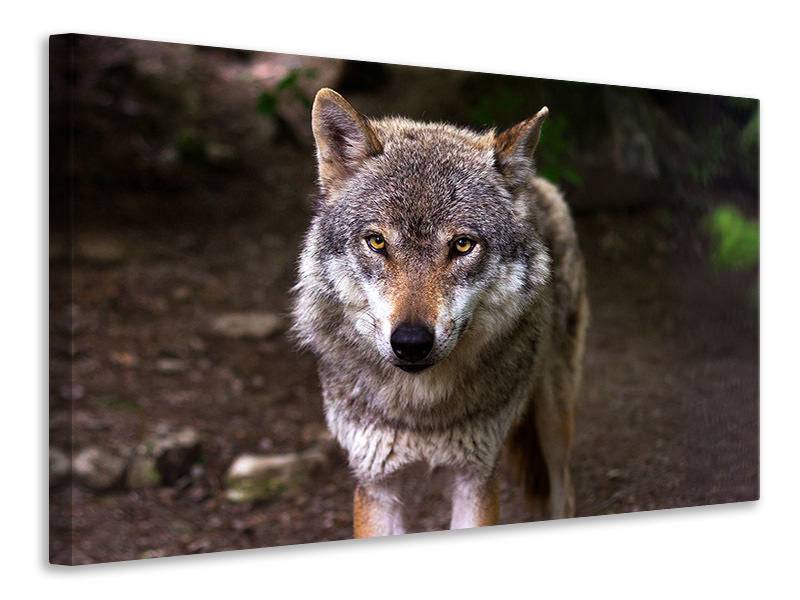 Canvas print The Big Bad Wolf