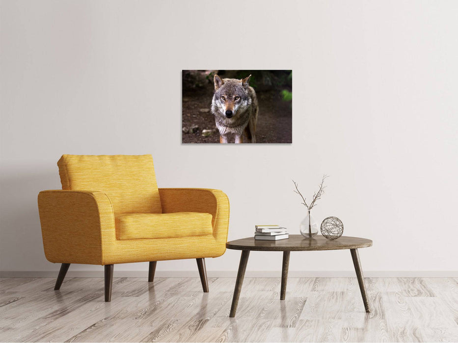 Canvas print The Big Bad Wolf