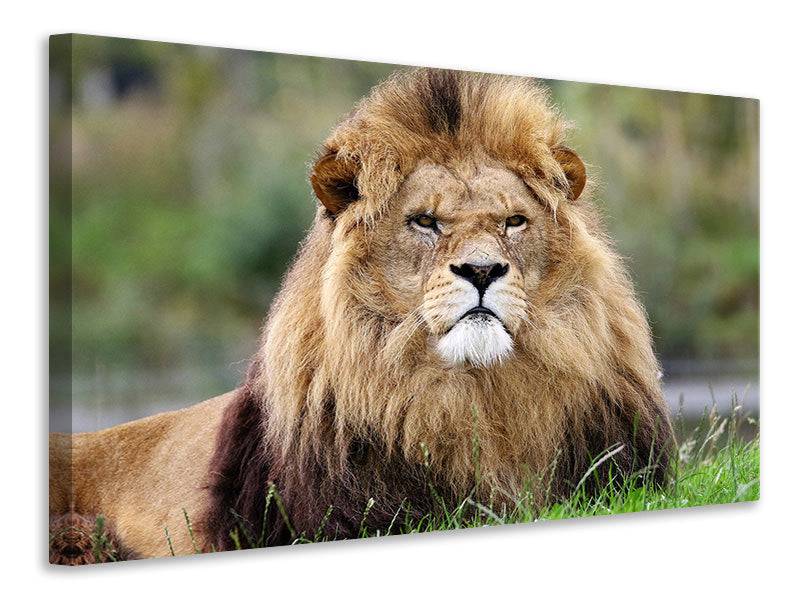 Canvas print The King of the Animals