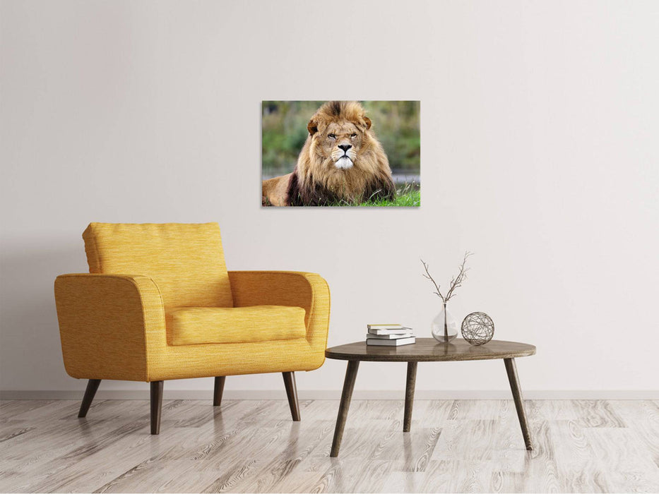 Canvas print The King of the Animals