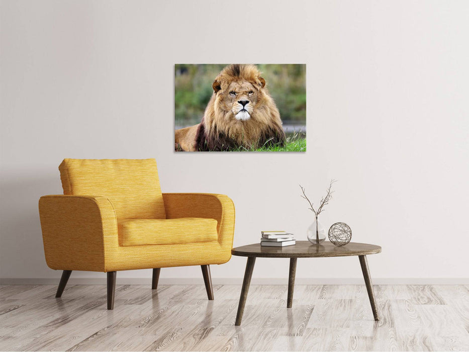 Canvas print The King of the Animals