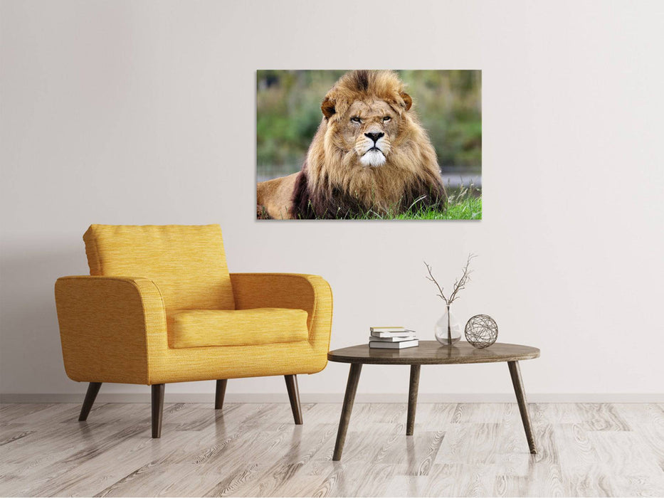 Canvas print The King of the Animals