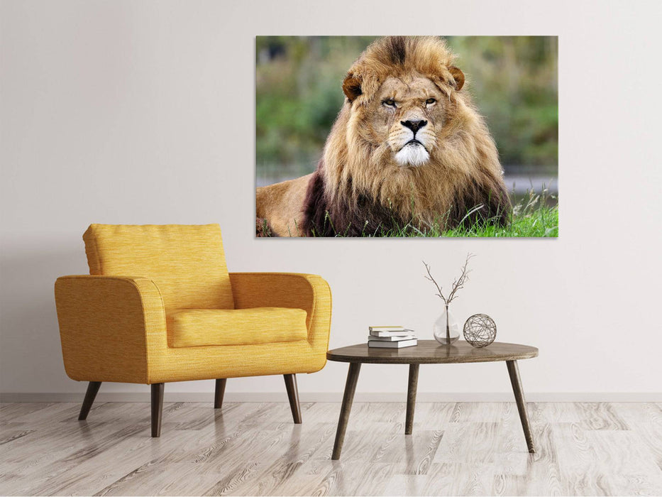 Canvas print The King of the Animals