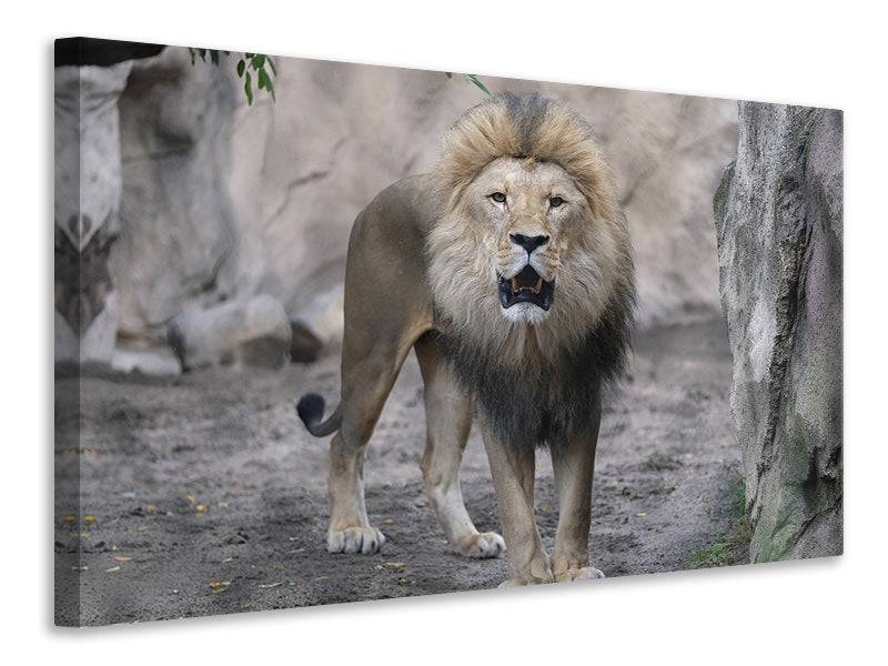 Canvas print The lion and his kingdom