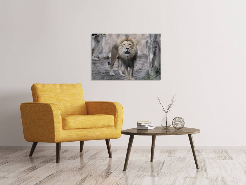 Canvas print The lion and his kingdom