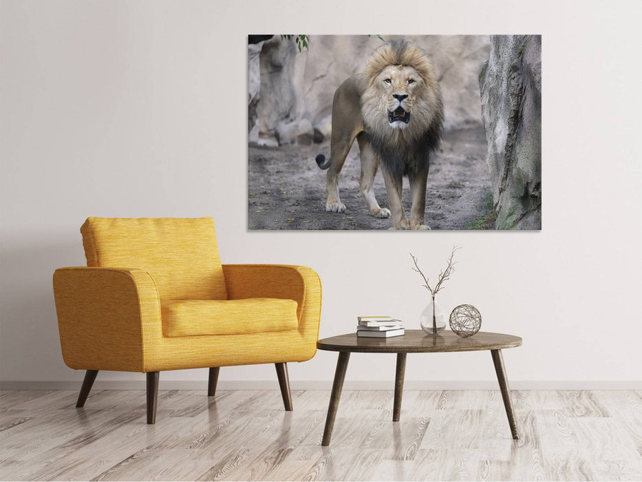 Canvas print The lion and his kingdom