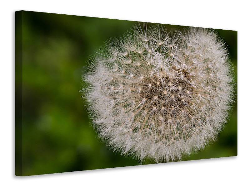 Tableaux sur toile Le pissenlit dans la nature