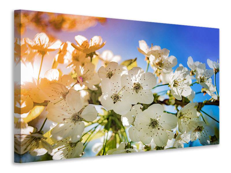 Tableaux sur toile La fleur de pommier