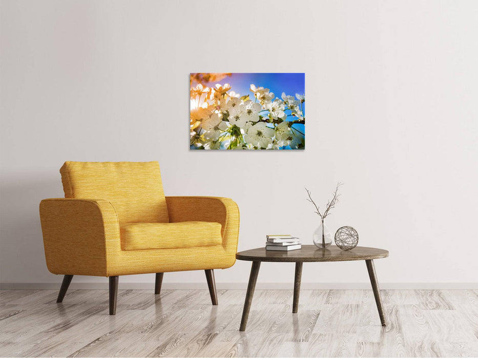 Tableaux sur toile La fleur de pommier