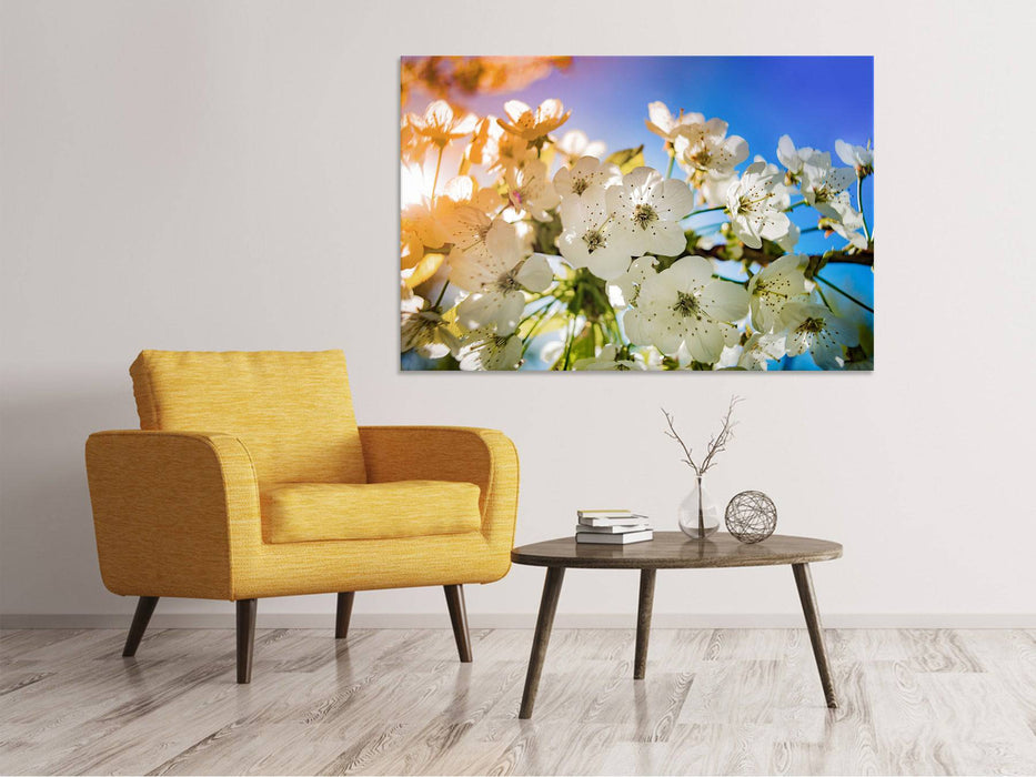 Tableaux sur toile La fleur de pommier