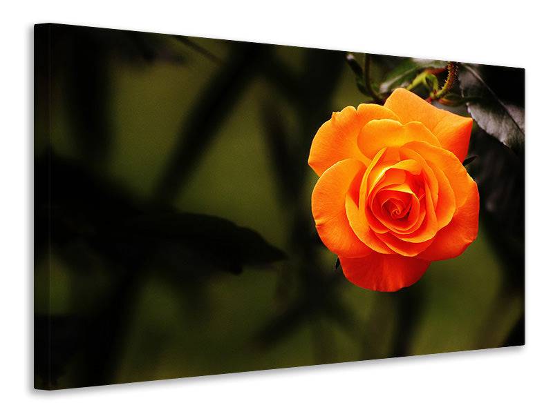 Tableau sur toile La fleur de la rose