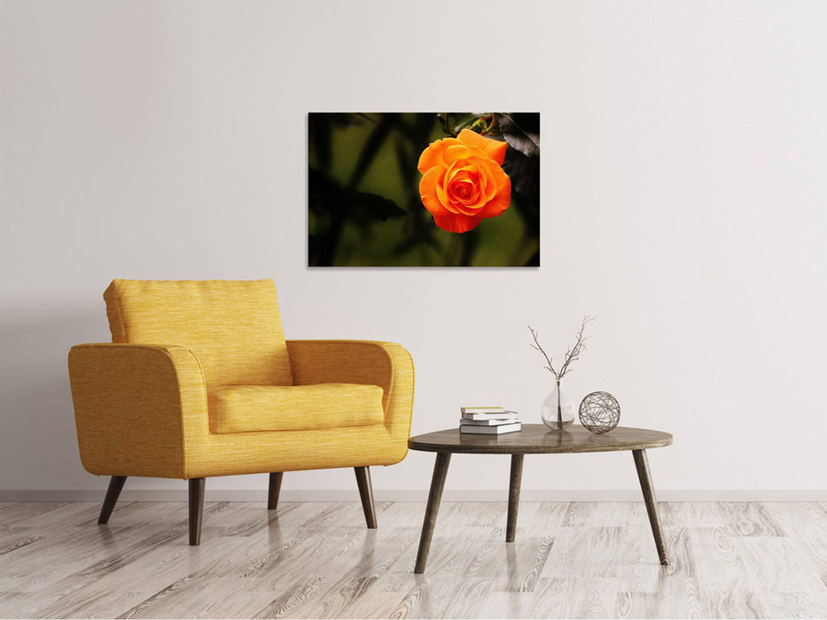 Tableau sur toile La fleur de la rose