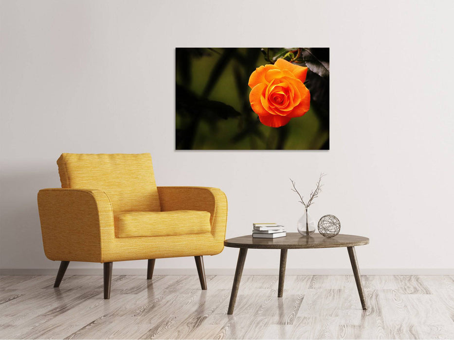 Tableau sur toile La fleur de la rose