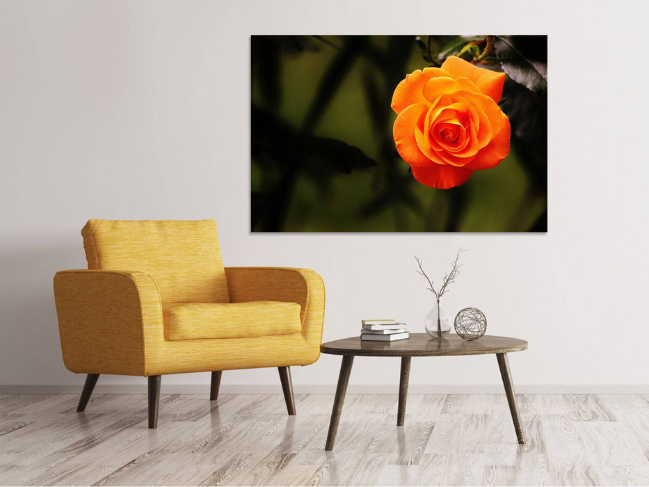 Tableau sur toile La fleur de la rose