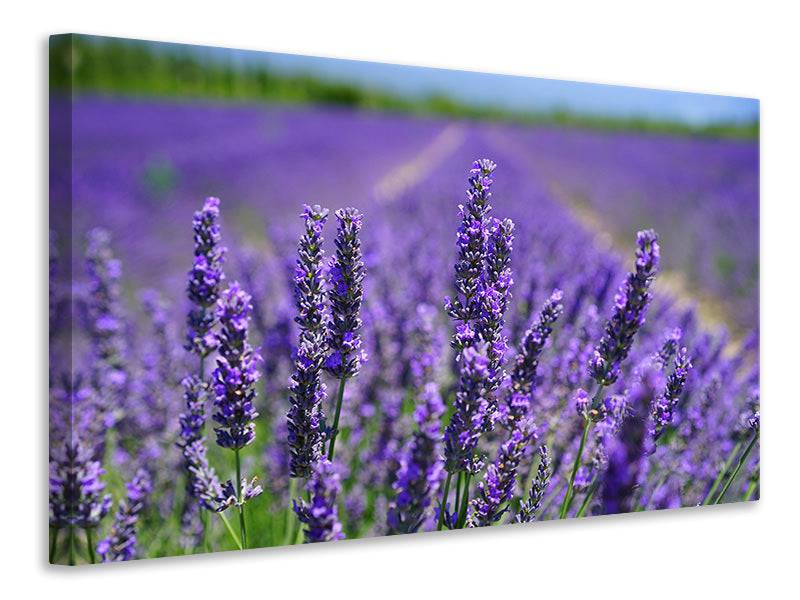 Canvas print The lavender flowers