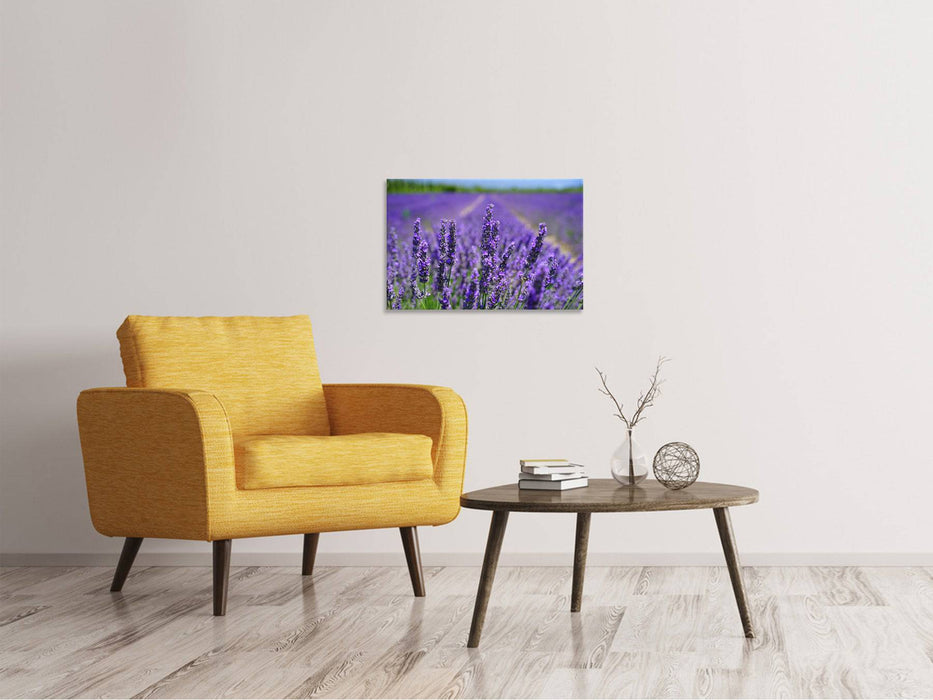 Canvas print The lavender flowers