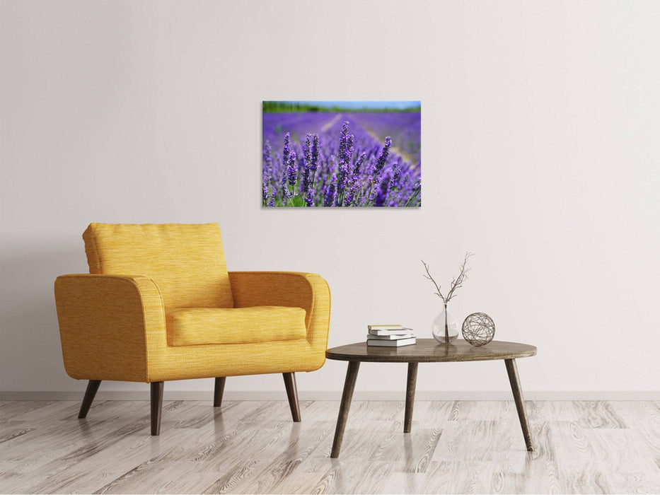 Canvas print The lavender flowers