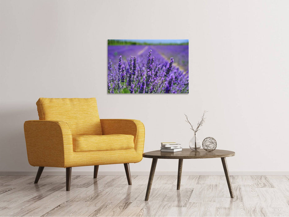 Canvas print The lavender flowers