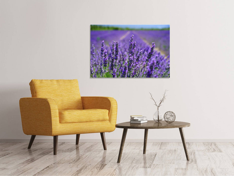 Canvas print The lavender flowers