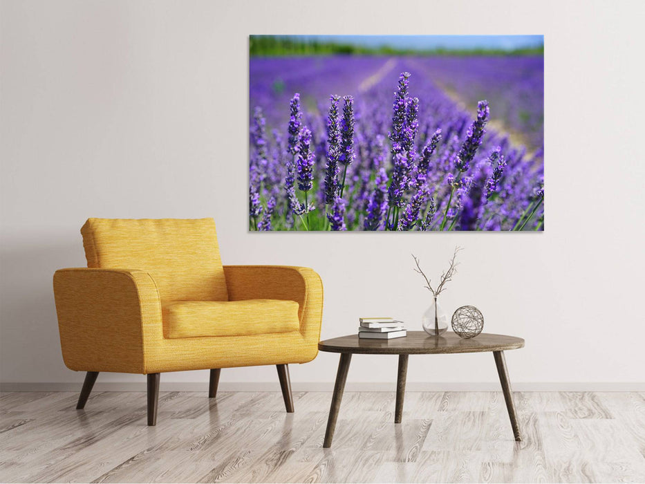 Canvas print The lavender flowers