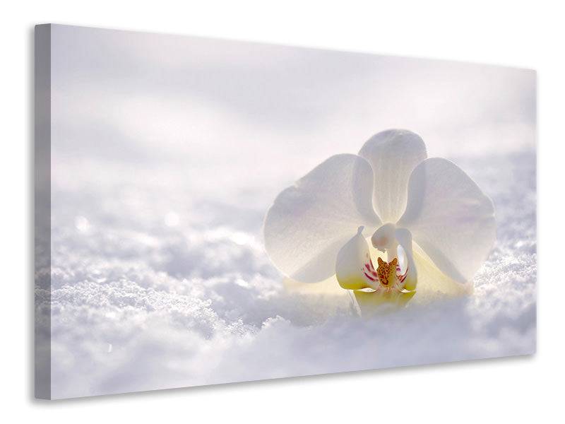 Canvas print The orchid blossom