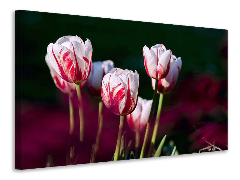 Tableaux sur toile La beauté des tulipes