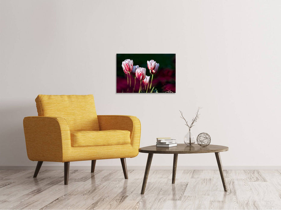 Tableaux sur toile La beauté des tulipes