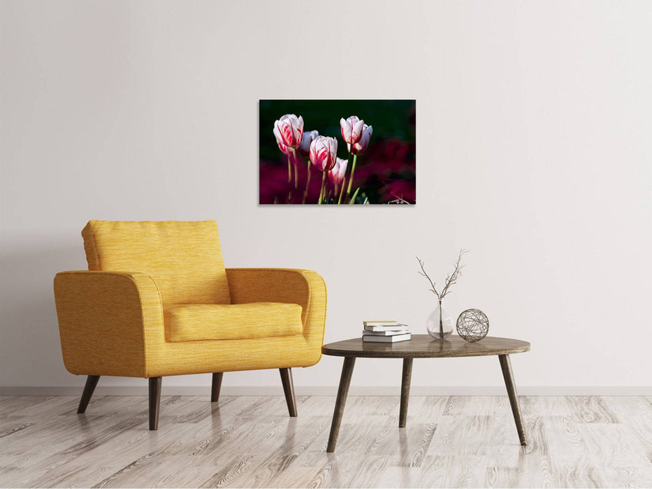 Tableaux sur toile La beauté des tulipes