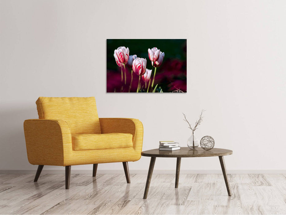 Tableaux sur toile La beauté des tulipes