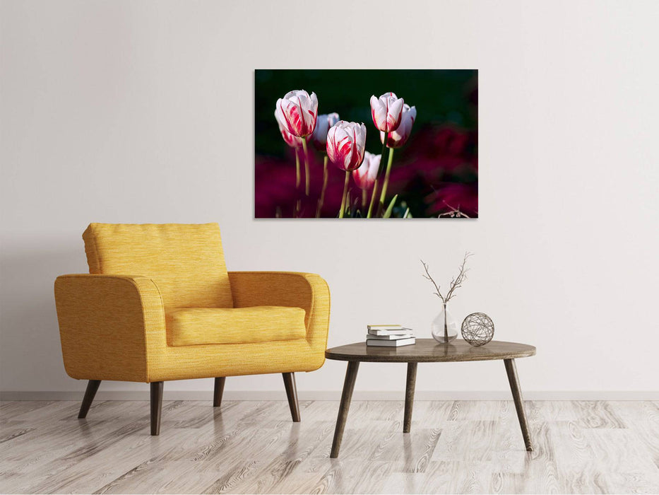 Tableaux sur toile La beauté des tulipes