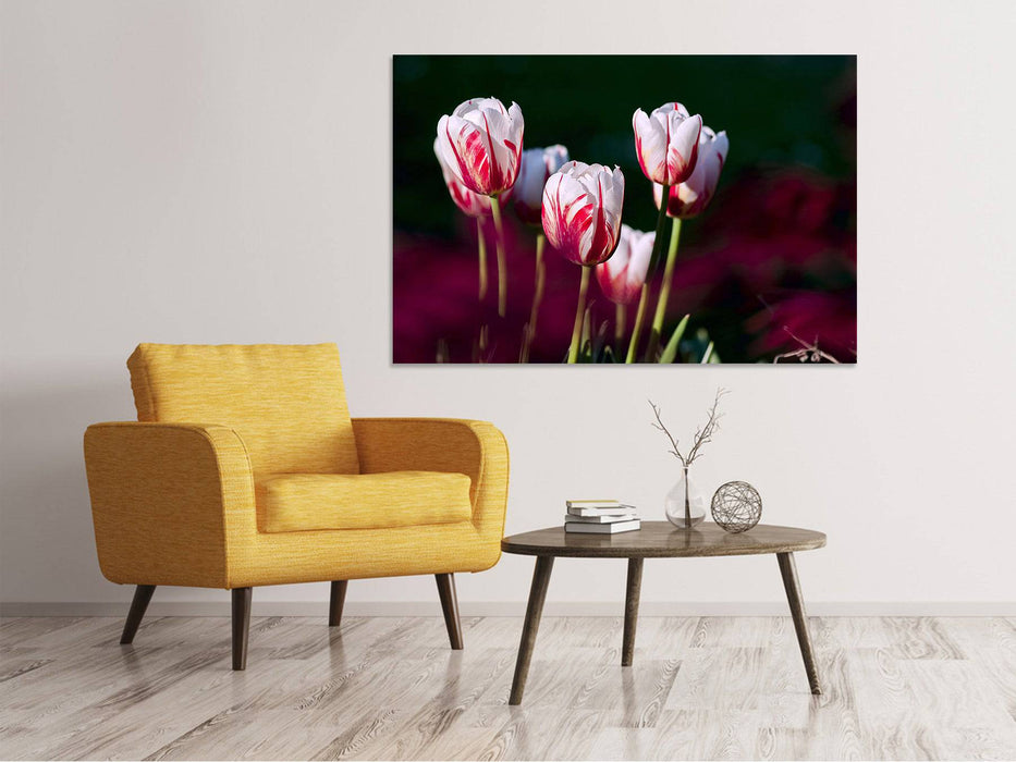 Tableaux sur toile La beauté des tulipes