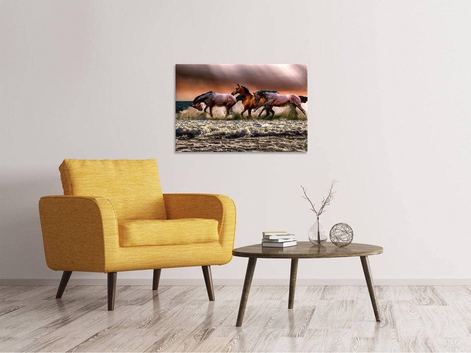 Tableaux sur toile Liberté pour les chevaux