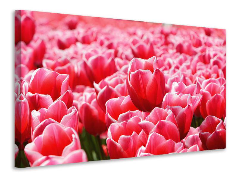 Tableaux sur toile Champ de tulipes heureux